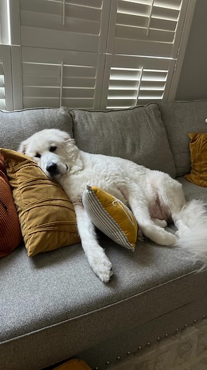 25 reactions · 3 comments | Work hard, nap harder. | Great Pyrenees Dogs | Facebook