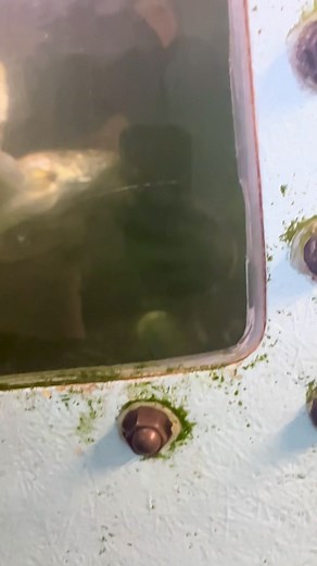 Got a chance to feed giant speckled trout at the TPWD Flour Bluff hatchery today. It didn’t disappoint! | Speckled Truth