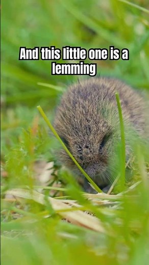 How a Snowy Owl Survives the Arctic
