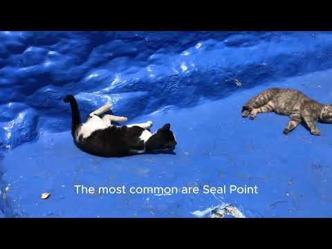 Siamese Cat Explained – History, Cost, Personality & Breeding Guide