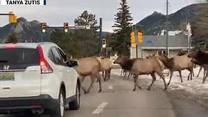 Elk herd causes a traffic jam in Estes Park, Colorado. | The National Desk - TND