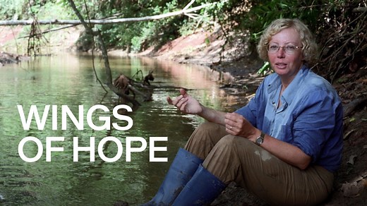 Wings of Hope - Apple TV
