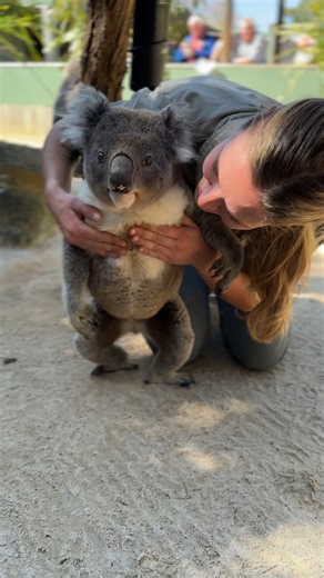 26M views · 1.4M reactions | Cheeky little Koalas make it impossible to get any work done How cheeky are our Koalas here at Symbio, always running over to get attention, cuddles, and belly rubs from their favourite Human, 'Zookeeper Liz'. This is just a glimpse of the real-world challenges a Koala Keeper has to face each and every day藍 Don't forget to hit that FOLLOW button to see more! | Symbio Wildlife Park | Facebook