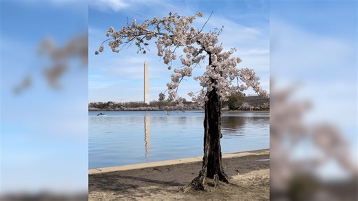 Meet Stumpy, the Little Cherry Tree That Could