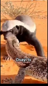 wildlife footage. A honey badger confronting a desert monitor lizard beside sparse thorn bushes. Fast movements, biting, pushing, sudden lunges. Warm orange sand, heat haze, African semi-desert environment. #fblifestyle #wildlife | Toiletboy1 fans page