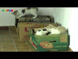 Kittens - Kätzchen Spass (KIDDYBOX TV)