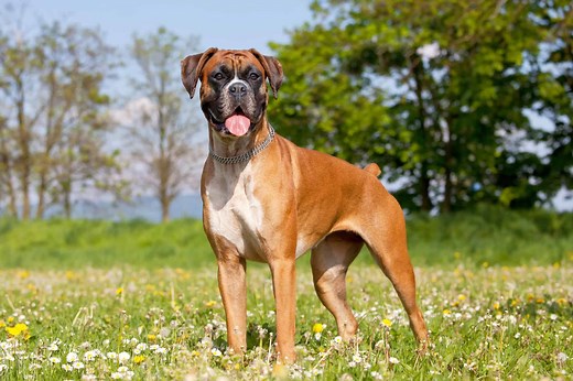 Why Are Boxers Tails Docked? - Everything You Need to Know