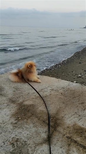 😅 so funny | Pomeranian Unity