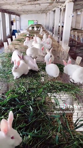 Ultimate Guide to Rabbit Farming: Tips for Beginners in Pakistan