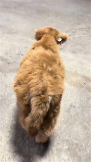 Throwback! Baby mini cows wander the barn before bed