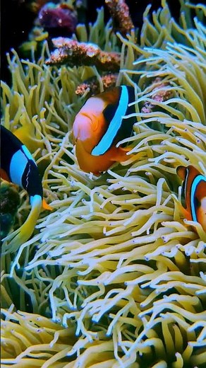 4K Coral Reef Relaxation | Peaceful Underwater #relaxing #stressrelief #ocean #coralreef #sea #calm