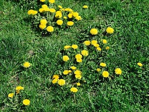 Overseeding a Lawn with Weeds: Should You Kill Weeds First? | Lawn Model
