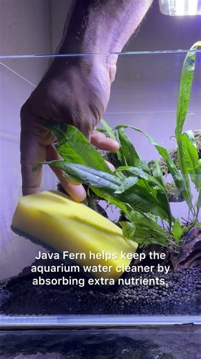 Transforming Rocks with Java Fern 🌿 | Easy Aquarium Planting for Beginners!#aquarium #javafern