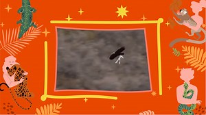 129K views · 1.3K reactions | When an eagle attacks, there's not much...