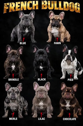 French Bulldog Variants: A Guide to All Coat Colors & Patterns