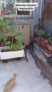 Mission impossible 💪 #cats #lovecats | DayWorth