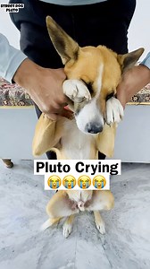 Pluto Crying 😭 | Happy Makar Sankranti @highlight Pluto Street | Pluto Street
