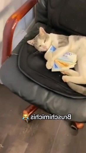 69K views · 7K reactions | recopilación de gatos graciosos bruschismichis藍 #drip #fit #fyp #foryou #gatosgraciosos | Bruschimichis | Facebook