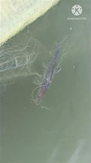 Mastering Bridge Fishing Perfect Net Throw Technique