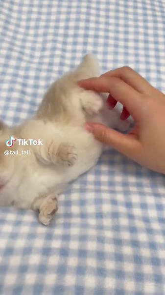 Adorable Munchkin Cats and Kittens on TikTok