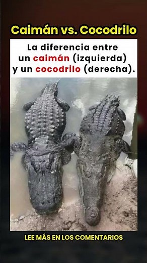 ¡La diferencia entre un caimán (izquierda) y un cocodrilo (derecha)! 🐊🤔