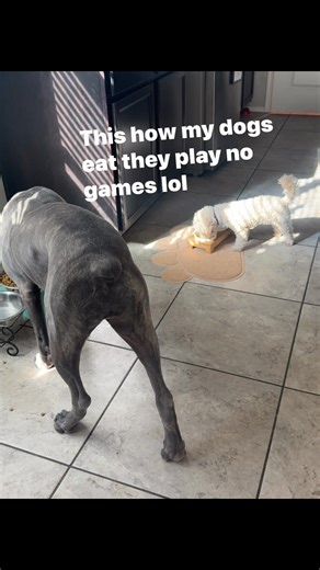 People ask me what I feed my dogs they eat the same Purina pro plan and some dyne on top that’s it i do switch flavors like right now the on the puppy lamb and rice mixed with the adult salmon and rice i do make them human dog food EVERY NOW AND THEN like maybe 1 a month | Phanique Gother Own | Facebook