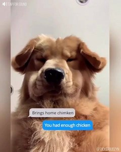 What it would ACTUALLY be like if you could text your dog 😂 via: @tuckerbudzyn | BULLYMAKE