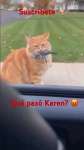 Que pasó Karen? 😡 Y mi comida? 🥘 michi 🐈‍⬛ humor 🤣🤣🤣 payaso 🤡