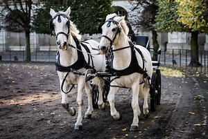 Compassion Fatigue, Saviour Complex & Benevolent Detachment