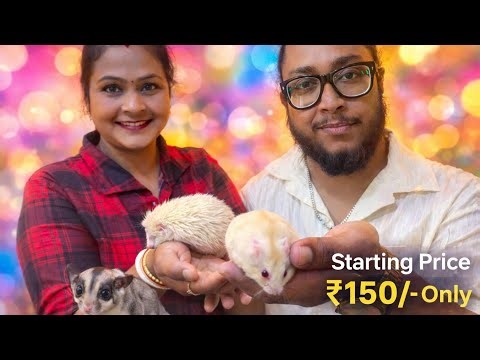 Teddy Bear Hamster & Sugar Glider Just ₹150 😱 | Care Guide,Food,Lifespan & Home Delivery Available
