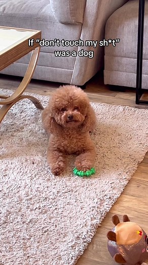 his grandma got him this too so he not playing #minipoodle #dogtoy | mini poodle full grown