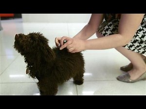 How to Cheat on Your Fitness Tracker