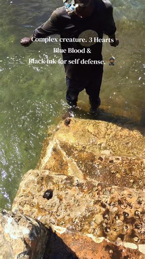 Discovering the Unique Anatomy of an Octopus