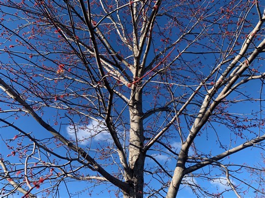 Spring blooming trees