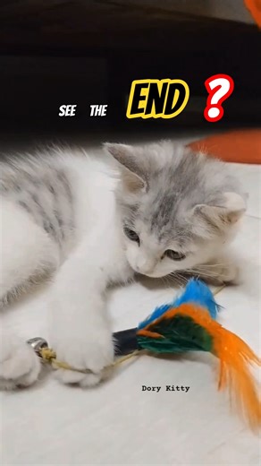 Most Playful kitten Ever 😻 | Dory kitty #cat #funny #cute #play #shorts