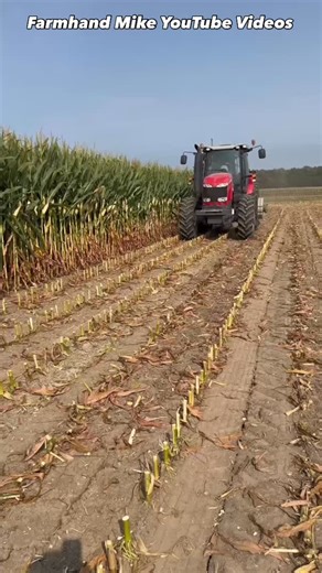 Mike Less on Instagram: "Chopping Corn Silage and filling silo."