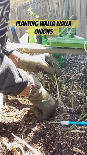 Planting Walla Walla Onions for the Spring Garden | Zone 8A | Urban Garden | Steffanie’s Journey