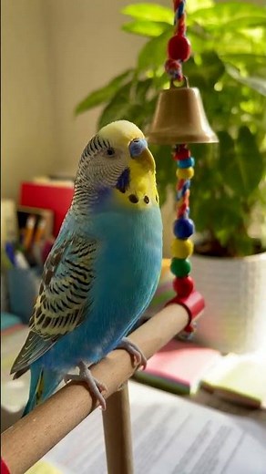 Cute parakeet sits close to owner's nose reaching for a treat