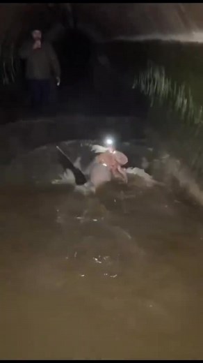 43K views · 585 reactions | A strange creature was found inside a sewer… but what happens next will shock you.#foryou #fyp #LearnOnTikTok #TrueStory #sewer | Histoires347 | Facebook