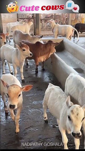 Adorable Nano Cow Calves in the Goshala! #cow #youtube #viral #pets #farming #reels #miniature #you