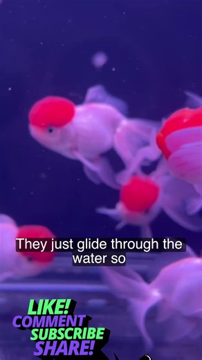 Stop! Look at this AMAZING Red Cap Goldfish! 😍 RedCapOranda #Goldfish #orandafish