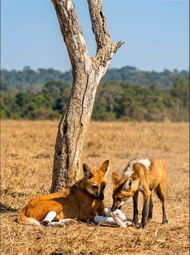 Gorilla Shows Kindness Towards Fox
