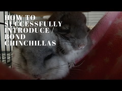 How to successfully introduce / bond chinchillas
