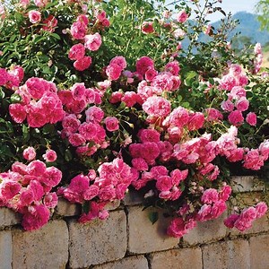 Petal Pushers Ground Cover Rose