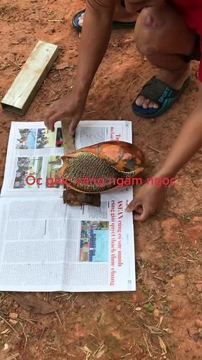 Video của Nhật vượng 68 (@nhatvuong68) với bản nhạc nhạc nền - Nhật vượng 68