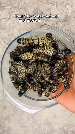 How to Cook Mopane Worms: A Complete Guide