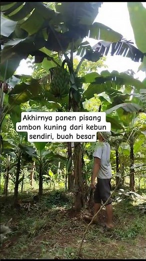 Panen Pisang Ambon Kuning dari Kebun, Manis, Segar, dan Berkualitas