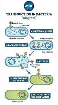 Transduction in Bacteria Explained in100 Seconds | NEET Biology