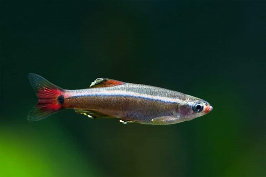 White Cloud Mountain Minnow | Ultimate Care Guide - Fish Laboratory