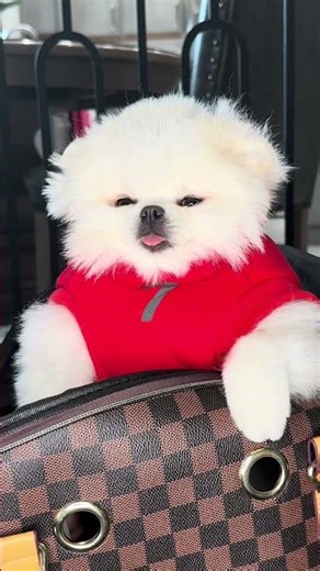 Small dog clothes and accessories